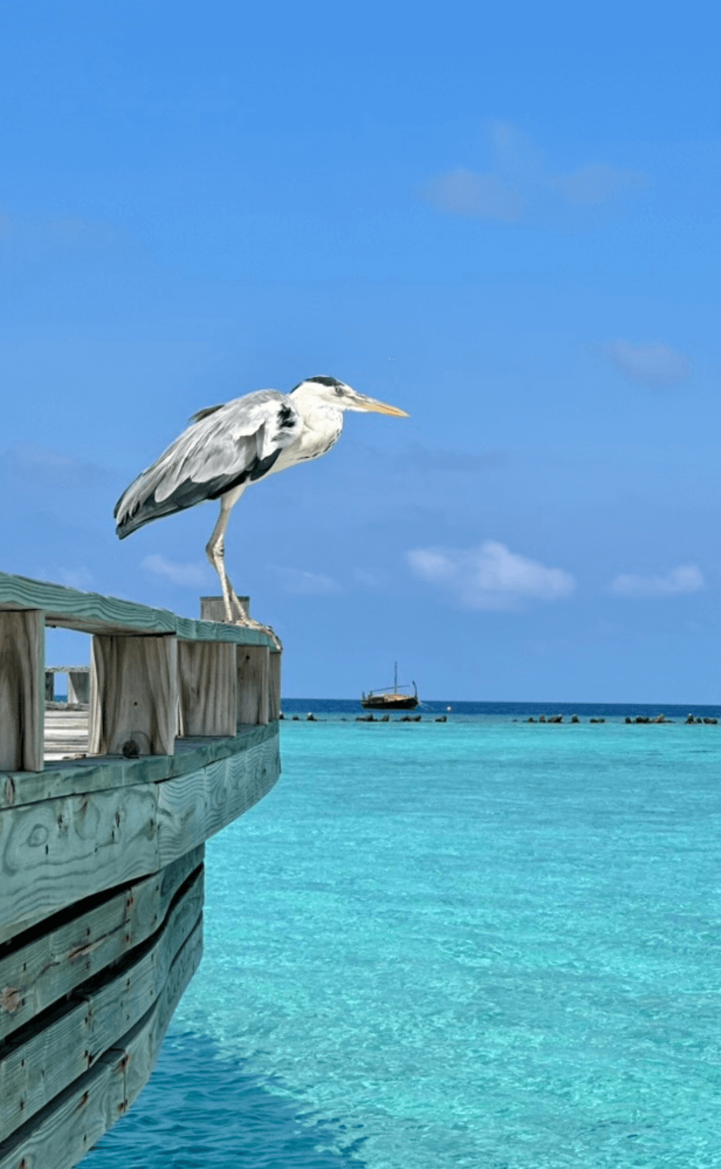 A heron at Milaido, The Maldives