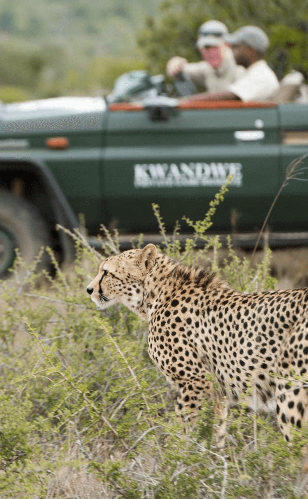 A cheetah on safari from Kwandwe