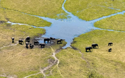 A Magical Stay at Xigera Safari Lodge, Okavango Delta