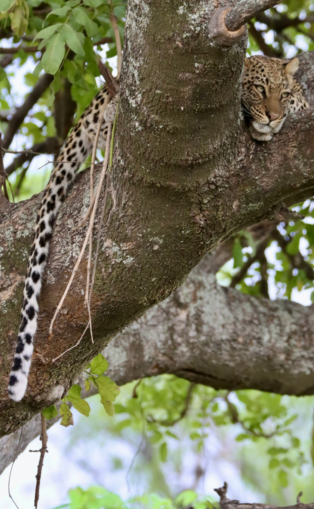 A leopard relaxing in a tree in Botswana