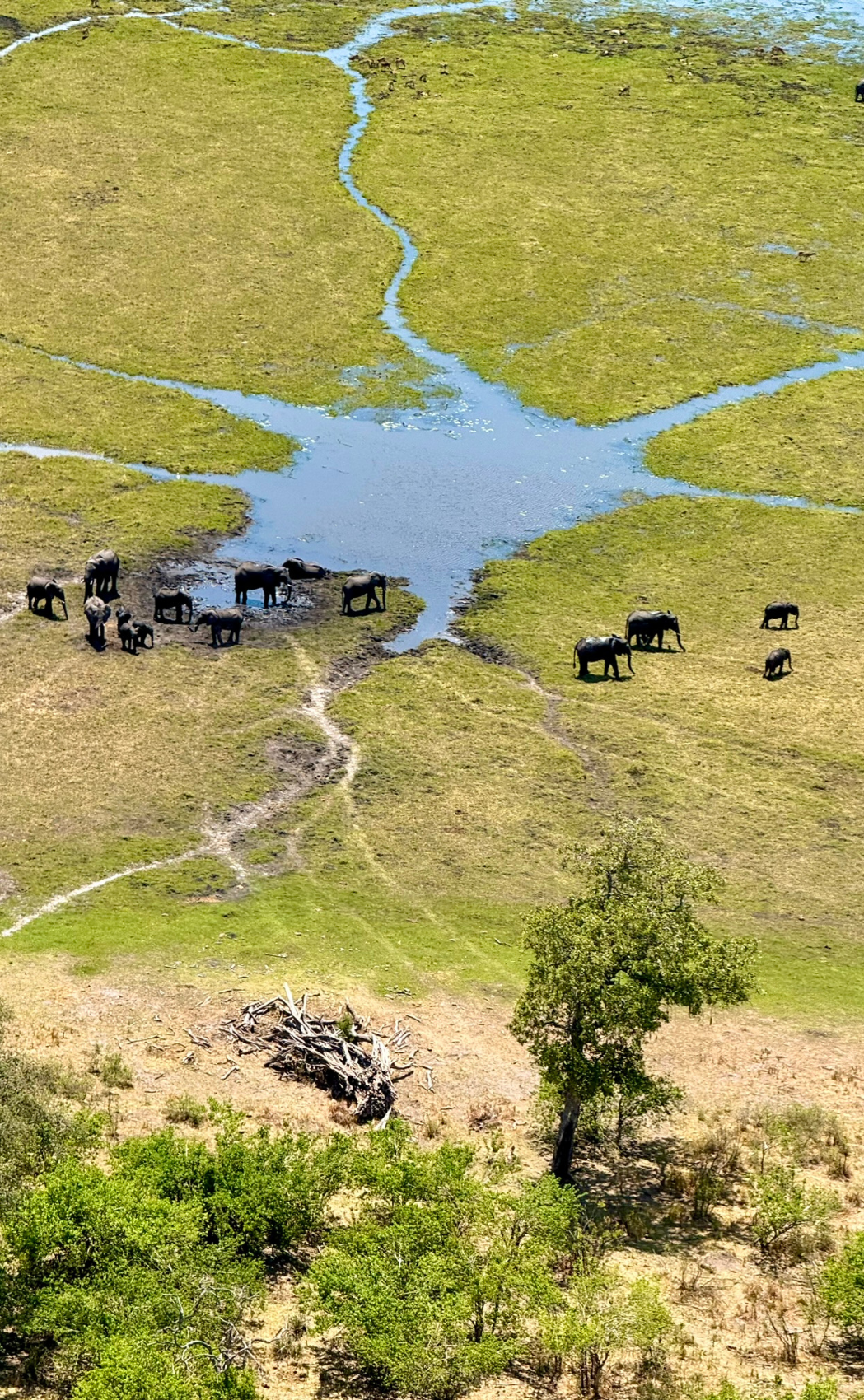 An aerial view of the Okavango Delta from a light aircraft