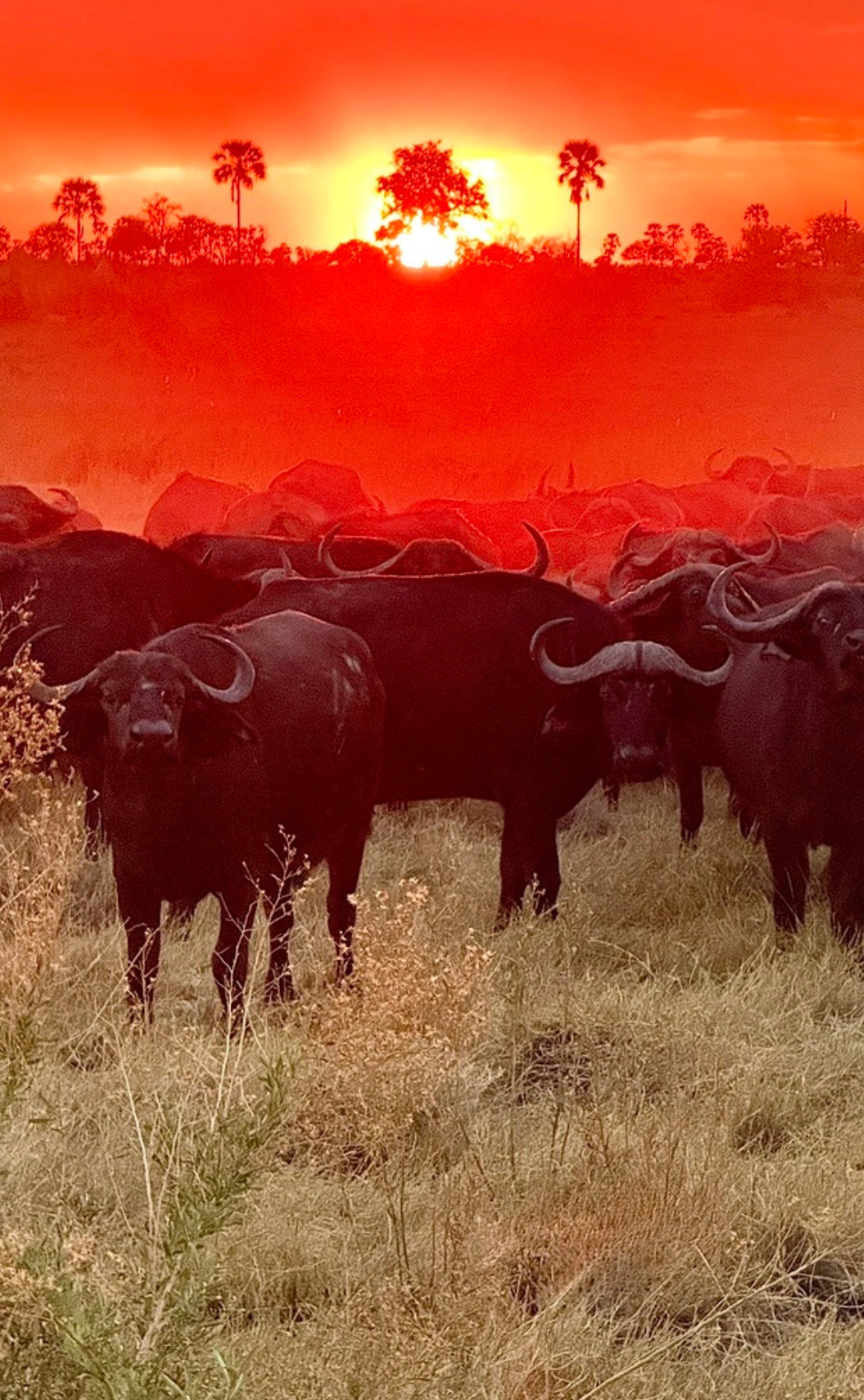 Buffalo in Botswana