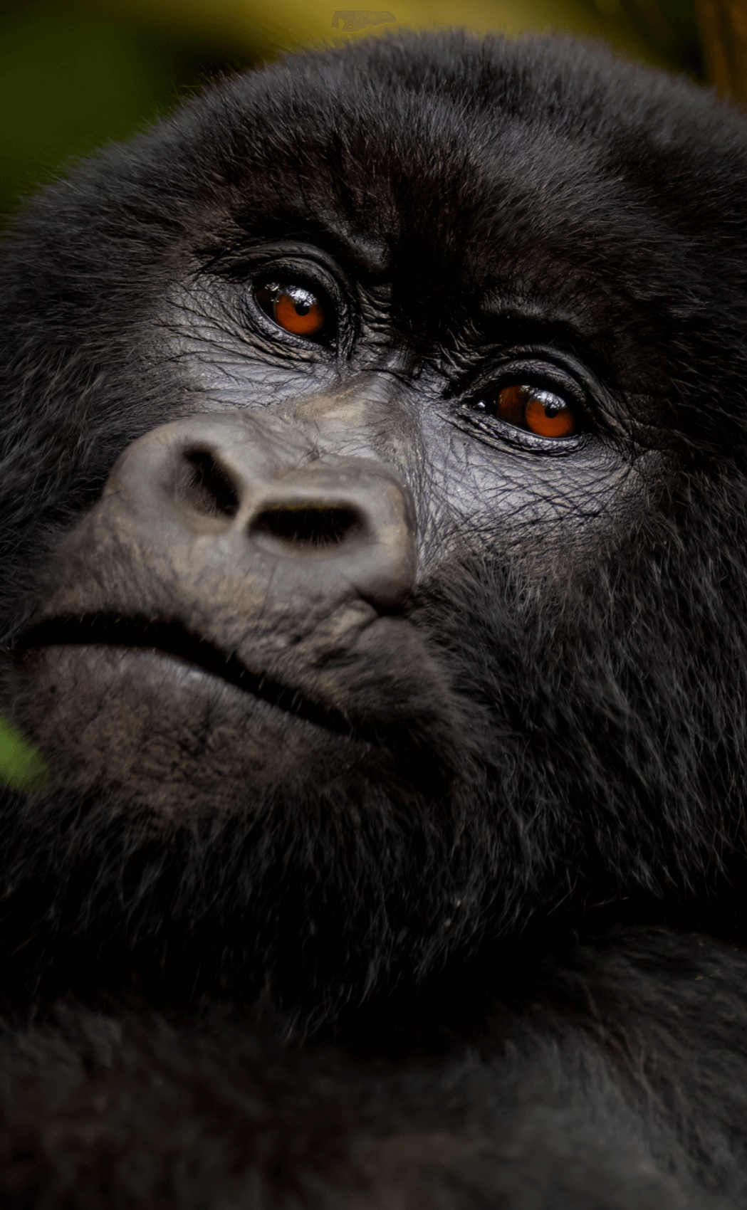 A gorilla in Rwanda