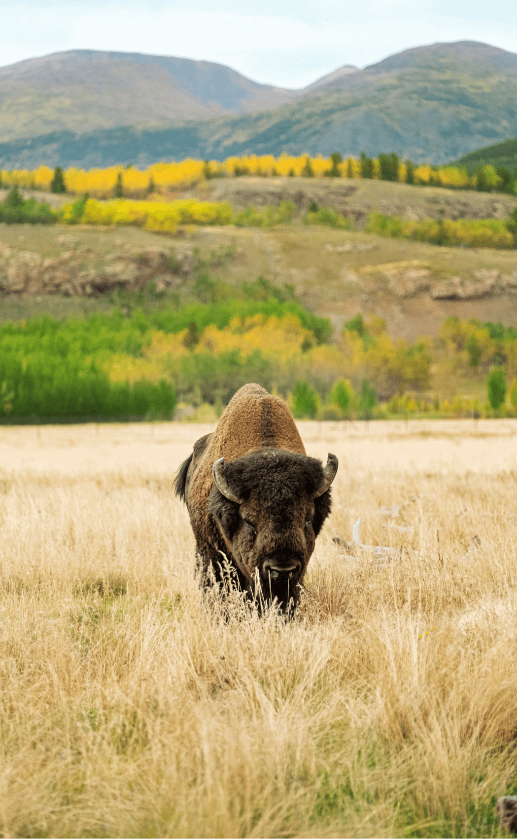 Bison roaming in Canada (photo courtesy of Destination Canada)