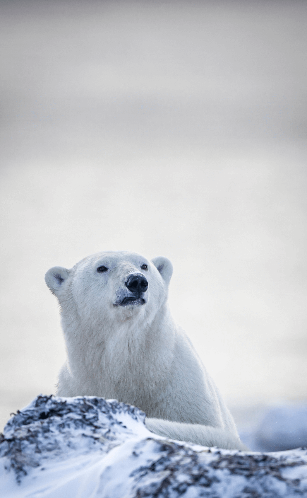 Polar bear in Canada (photo courtesy of Destination Canada)