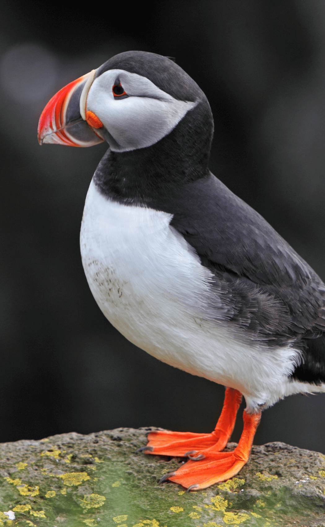 A puffin in Iceland