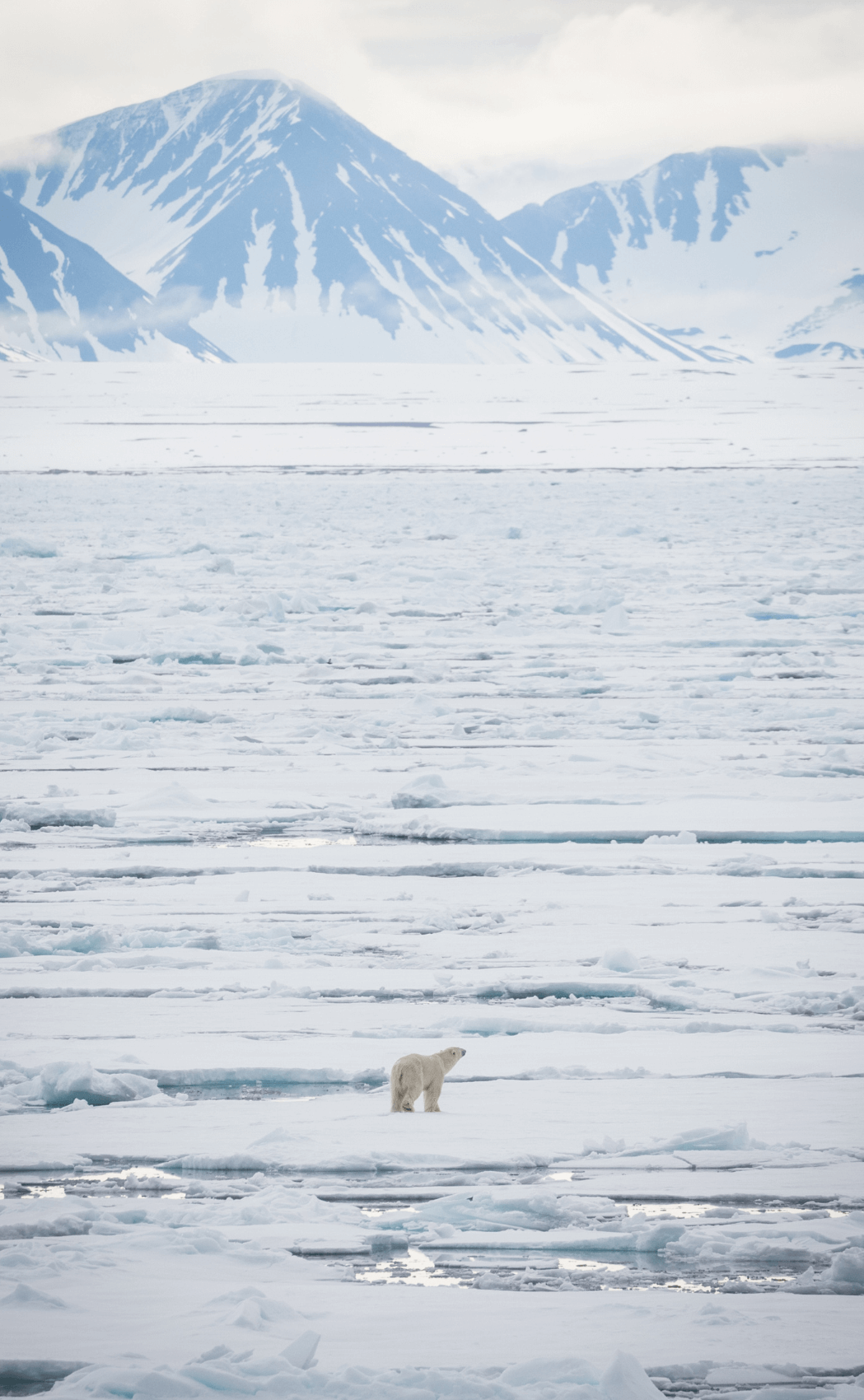 A polar bear in Svalbard