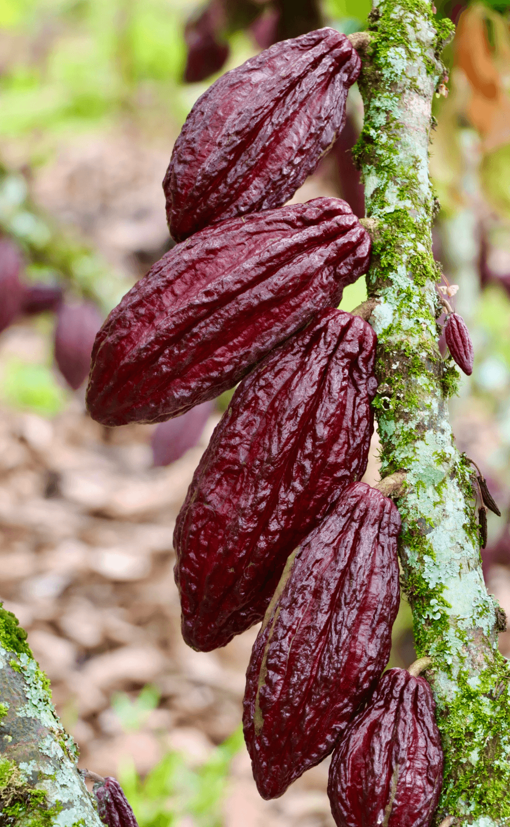 Colombia-cacao Cacao beans in Colombia