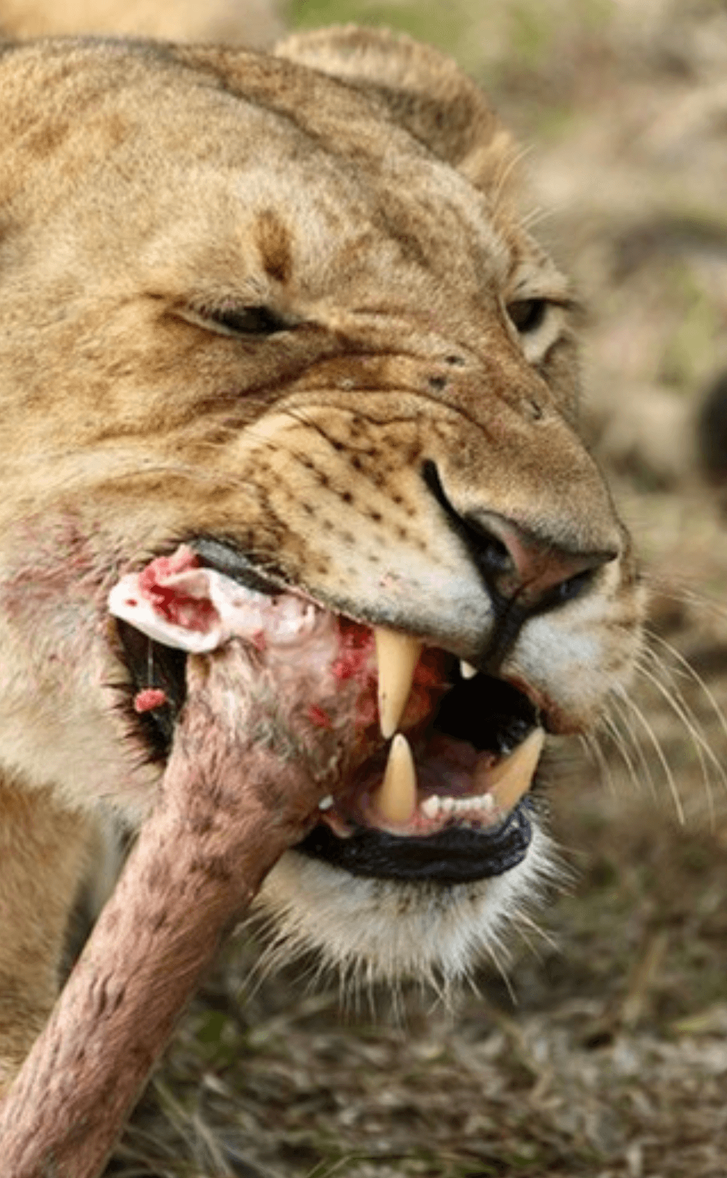 Lion attack in Kenya