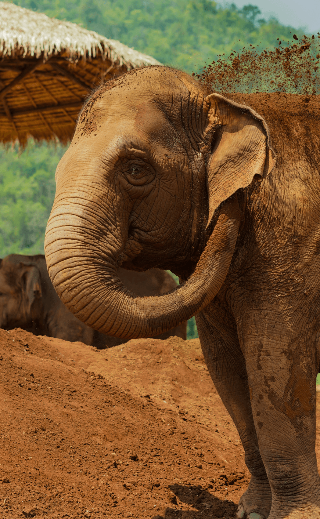An elephant in Thailand