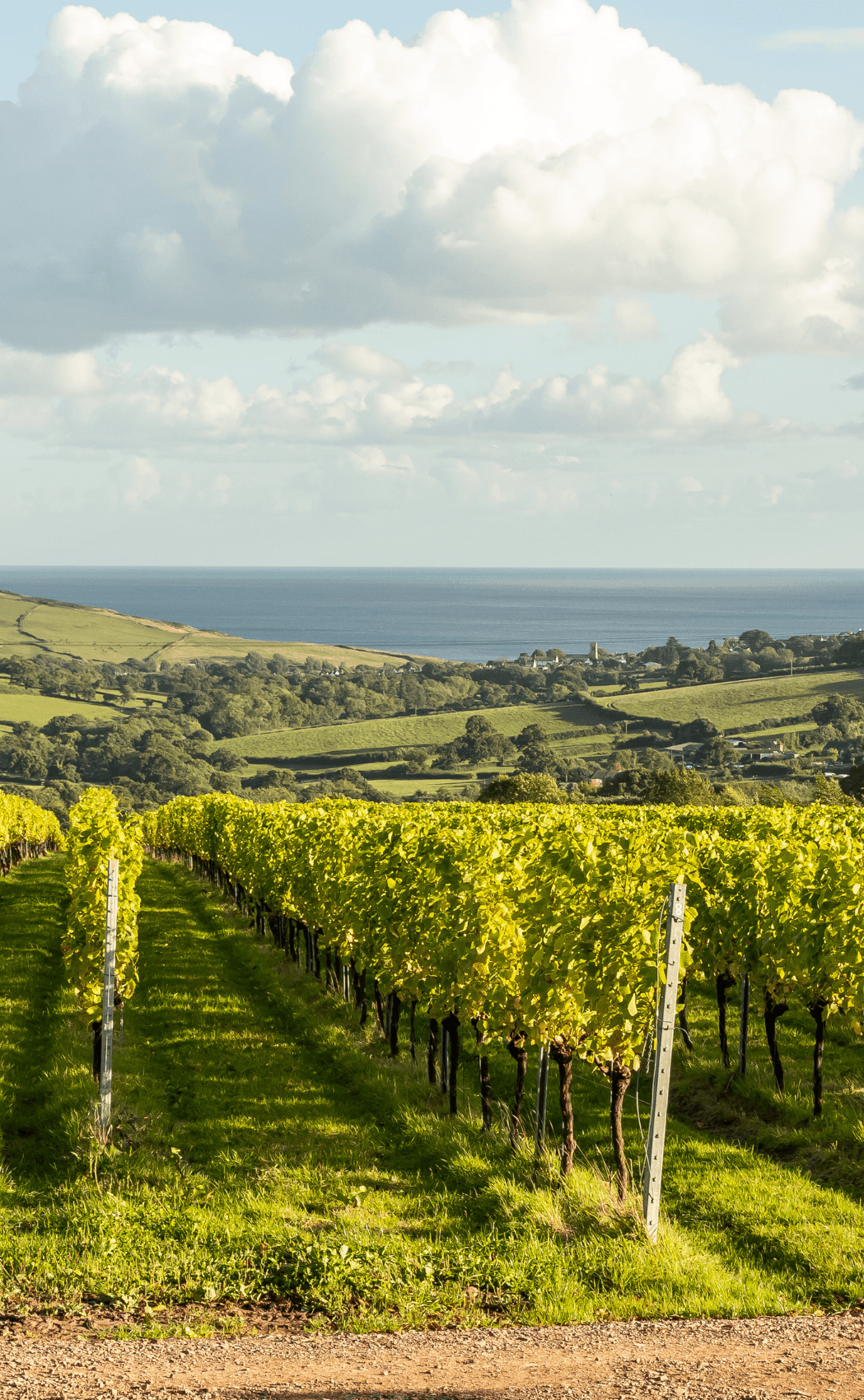 The vineyards at Louma Country Hotel, Dorset