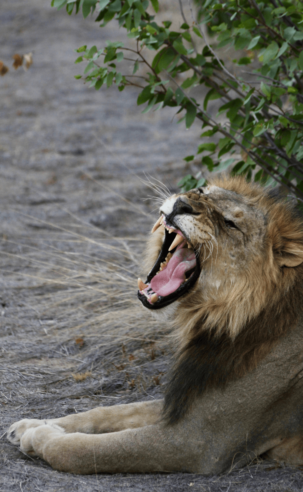 Wildlife in Namibia