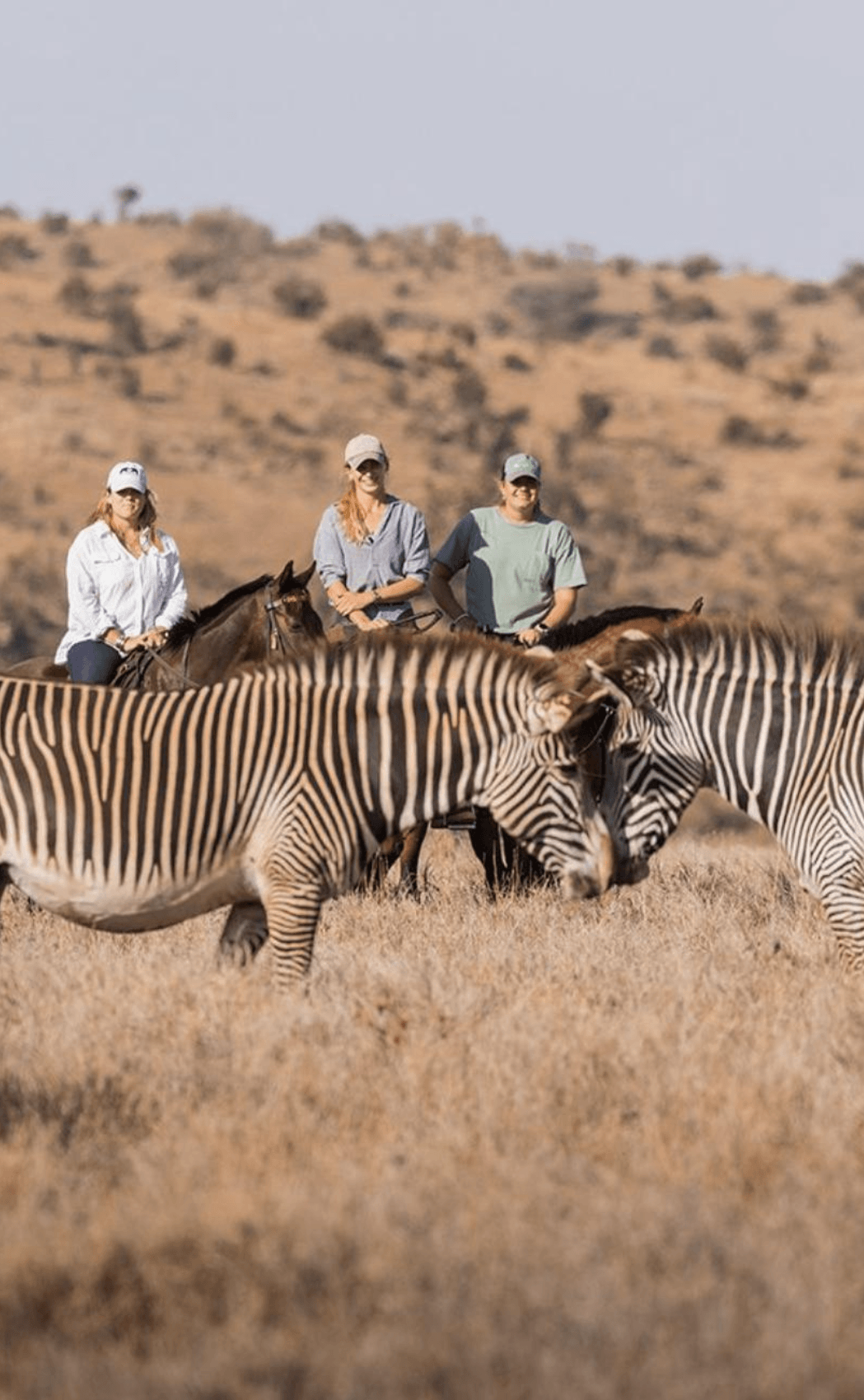 Zebras on a horse safari near Lewa Wilderness